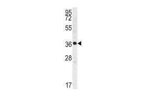 Western blot analysis of Kallikrein 2 (KLK2) Antibody (C-term) (ABIN1536788 and ABIN2840737) in K562 cell line lysates (35 μg/lane). (Kallikrein 2 antibody  (C-Term))