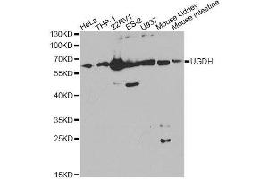 Western blot analysis of extracts of various cell lines, using UGDH Antibody. (UGDH antibody  (AA 165-494))