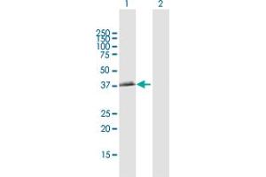 Western Blot analysis of BCAT2 expression in transfected 293T cell line by BCAT2 MaxPab polyclonal antibody. (BCAT2 antibody  (AA 1-392))