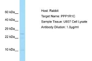 Host: Rabbit Target Name: PPP1R1C Sample Tissue: Human U937 Whole Cell Antibody Dilution: 1ug/ml (PPP1R1C antibody  (C-Term))