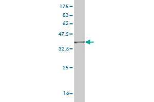 Western Blot detection against Immunogen (36. (RNPEP antibody  (AA 551-650))