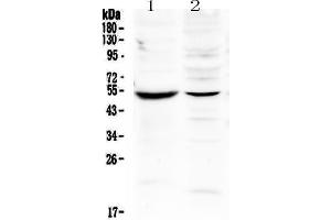 MMP16 Antikörper  (AA 120-296)
