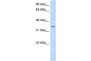 WB Suggested Anti-PAQR6 Antibody Titration:  0. (PAQR6 antibody  (Middle Region))