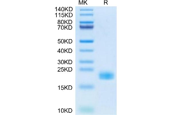 IL-11 Protein (AA 22-199) (His tag)