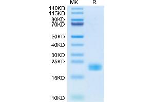 IL-11 Protein (AA 22-199) (His tag)