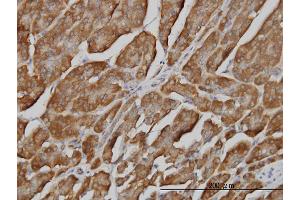 Immunoperoxidase of monoclonal antibody to BPNT1 on formalin-fixed paraffin-embedded human pancreas. (BPNT1 antibody  (AA 1-100))