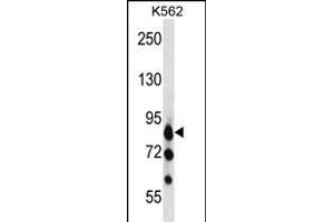 RK3 Antibody  (ABIN391339 and ABIN2841362) western blot analysis in K562 cell line lysates (35 μg/lane). (MARK3 antibody  (C-Term))