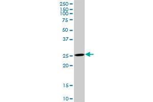 Adenylate Kinase 3 antibody  (AA 1-227)