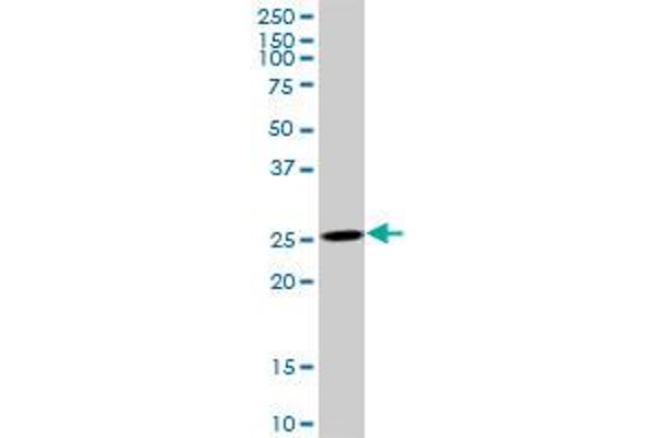 Adenylate Kinase 3 antibody  (AA 1-227)