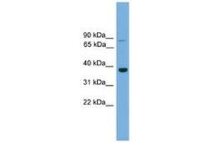 Image no. 1 for anti-Transcription Factor MafA (MAFA) (C-Term) antibody (ABIN6744655) (MAFA antibody  (C-Term))
