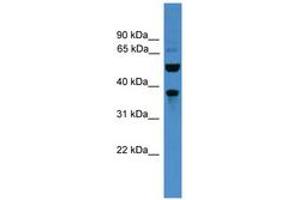 Bestrophin 3 Antikörper  (AA 21-70)