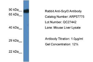Western Blotting (WB) image for anti-SCY1-Like 3 (SCYL3) (Middle Region) antibody (ABIN785943) (SCYL3 antibody  (Middle Region))