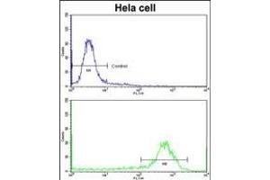 Flow cytometric analysis of hela cells using CFL1 Antibody (N-term)(bottom histogram) compared to a negative control cell (top histogram)FITC-conjugated goat-anti-rabbit secondary antibodies were used for the analysis. (Cofilin antibody  (N-Term))