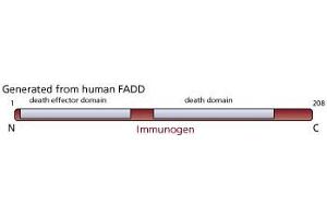 Image no. 1 for anti-Fas (TNFRSF6)-Associated Via Death Domain (FADD) antibody (ABIN967524) (FADD antibody)