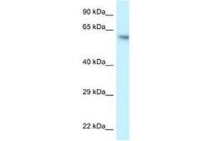 Image no. 1 for anti-Folliculin (FLCN) (AA 506-555) antibody (ABIN6747602) (FLCN antibody  (AA 506-555))