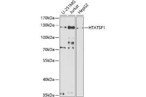 Western blot analysis of extracts of various cell lines, using HT antibody  at 1:1000 dilution. (HTATSF1 antibody  (AA 1-270))