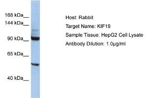 Host: Rabbit Target Name: KIF19 Sample Type: HepG2 Whole Cell lysates Antibody Dilution: 1. (KIF19 antibody  (Middle Region))