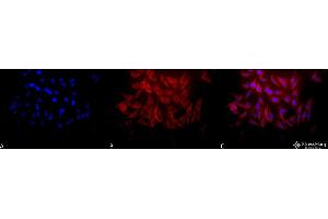 Immunocytochemistry/Immunofluorescence analysis using Rabbit Anti-Hsp27 Polyclonal Antibody . (HSP27 antibody  (Atto 390))