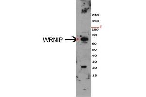 Sample Type: HeLa cell lysateDilution: 1:1000 (WRNIP1 antibody  (N-Term))
