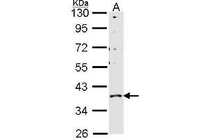 WB Image Sample (30 ug of whole cell lysate) A: H1299 10% SDS PAGE GPR146 antibody antibody diluted at 1:1000 (GPR146 antibody)
