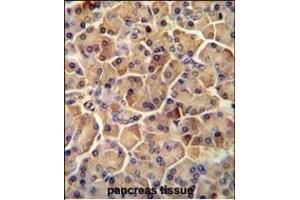 SEL1L antibody (Center) (ABIN654642 and ABIN2844339) immunohistochemistry analysis in formalin fixed and paraffin embedded human pancreas tissue followed by peroxidase conjugation of the secondary antibody and DAB staining. (SEL1L antibody  (AA 156-182))