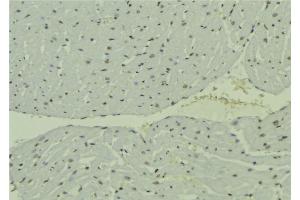 ABIN6277797 at 1/100 staining Mouse muscle tissue by IHC-P. (USP22 antibody  (Internal Region))