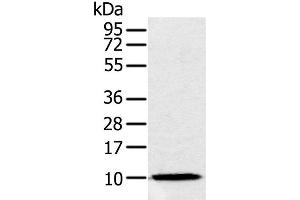 Western Blot analysis of Raw264. (NDUFA2 antibody)
