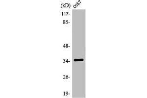 Western Blot analysis of COS7 cells using Olfactory receptor 13C4 Polyclonal Antibody (OR13C4 antibody  (Internal Region))