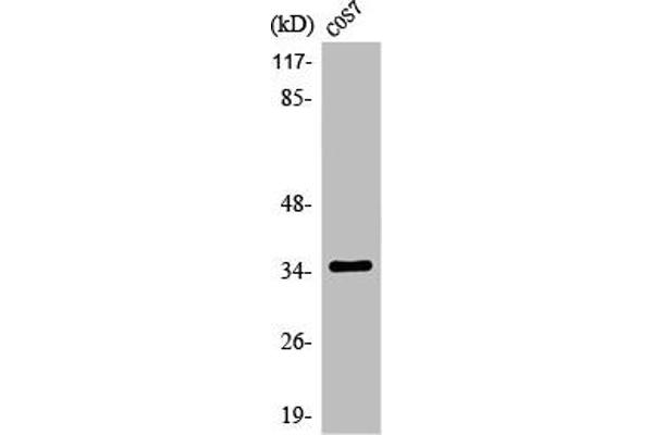 OR13C4 antibody  (Internal Region)
