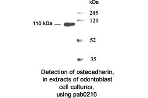 Image no. 2 for anti-Osteomodulin (OMD) (N-Term) antibody (ABIN347103)