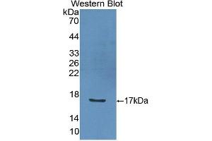Figure. (IL-2 antibody  (AA 21-155))