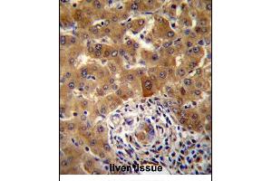 PHF17 Antibody (N-term) (ABIN657355 and ABIN2846405) immunohistochemistry analysis in formalin fixed and paraffin embedded human liver tissue followed by peroxidase conjugation of the secondary antibody and DAB staining. (PHF17 antibody  (N-Term))