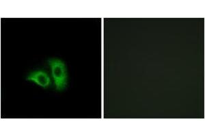 Immunofluorescence analysis of A549 cells, using OR10X1 Antibody.