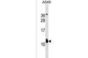 KCNE2 Antibody (C-term) (ABIN1537598 and ABIN2838269) western blot analysis in A549 cell line lysates (35 μg/lane). (KCNE2 antibody  (C-Term))