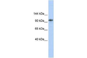 Western Blotting (WB) image for anti-Bobby Sox Homolog (BBX) antibody (ABIN2458006) (BBX antibody)