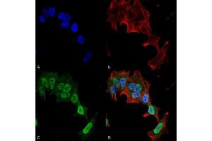 Immunocytochemistry/Immunofluorescence analysis using Mouse Anti-mGluR1/5 Monoclonal Antibody, Clone S75-33 . (Metabotropic Glutamate Receptor 5 antibody  (AA 824-1203) (Atto 488))