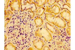 Immunohistochemistry of paraffin-embedded human kidney tissue using ABIN7165091 at dilution of 1:100