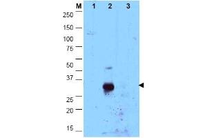 Image no. 1 for anti-CCAAT/enhancer Binding Protein (C/EBP), delta (CEBPD) (N-Term) antibody (ABIN1106666) (CEBPD antibody  (N-Term))