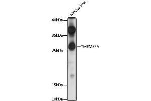 Western blot analysis of extracts of mouse liver, using TMEM55A antibody (ABIN7270967) at 1:1000 dilution. (TMEM55A antibody  (AA 130-195))