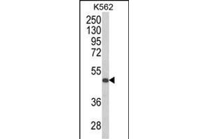 Western blot analysis of KIR3DS1 Antibody (C-term) (ABIN652617 and ABIN2842412) in K562 cell line lysates (35 μg/lane).