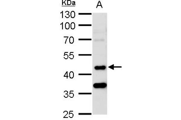 STK24 antibody