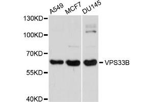Western blot analysis of extracts of various cell lines, using VPS33B antibody. (VPS33B antibody)