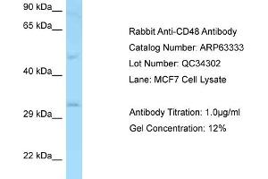 Western Blotting (WB) image for anti-CD48 (CD48) (N-Term) antibody (ABIN970338) (CD48 antibody  (N-Term))
