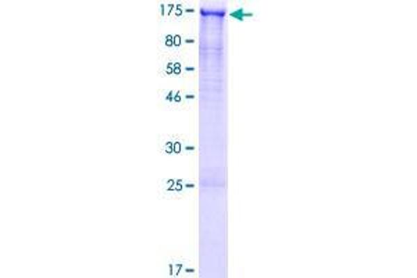 GPRASP2 Protein (AA 1-838) (GST tag)