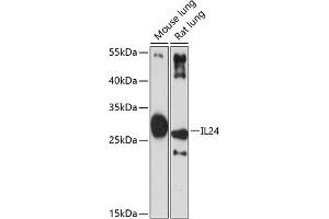 Western blot analysis of extracts of various cell lines, using IL24 antibody (ABIN6128082, ABIN6142368, ABIN6142369 and ABIN6219012) at 1:3000 dilution. (IL-24 antibody  (AA 52-140))