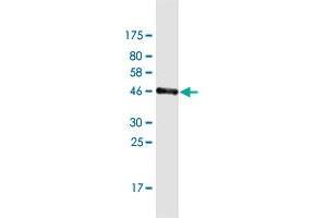 Western Blot detection against Immunogen (43. (GTSF1L antibody  (AA 1-148))