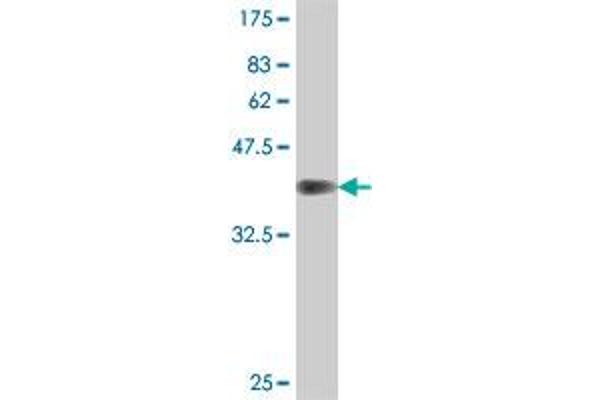 PTBP3 antibody  (AA 16-114)