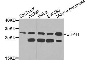 Western blot analysis of extracts of various cells, using EIF4H antibody.