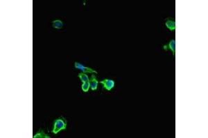 Immunofluorescent analysis of Hela cells using ABIN7154818 at dilution of 1:100 and Alexa Fluor 488-congugated AffiniPure Goat Anti-Rabbit IgG(H+L) (HDHD2 antibody  (AA 97-249))