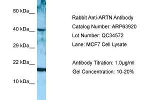 Western Blotting (WB) image for anti-Artemin (ARTN) (Middle Region) antibody (ABIN2789666) (ARTN antibody  (Middle Region))